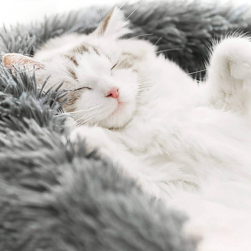 Coussin Anti - Anxiété Chat - Confort & Sérénité - Mon - Coussin